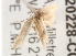  ( - BIOUG20228-C02)  @13 [ ] CreativeCommons - Attribution (2015) CBG Photography Group Centre for Biodiversity Genomics