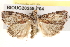  ( - BIOUG20259-F04)  @14 [ ] CreativeCommons - Attribution (2015) CBG Photography Group Centre for Biodiversity Genomics