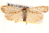  ( - BIOUG20259-G02)  @15 [ ] CreativeCommons - Attribution (2015) CBG Photography Group Centre for Biodiversity Genomics