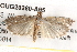  ( - BIOUG20260-A05)  @13 [ ] CreativeCommons - Attribution (2015) CBG Photography Group Centre for Biodiversity Genomics