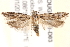  ( - BIOUG20260-D03)  @13 [ ] CreativeCommons - Attribution (2015) CBG Photography Group Centre for Biodiversity Genomics