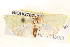  ( - BIOUG20260-H04)  @13 [ ] CreativeCommons - Attribution (2015) CBG Photography Group Centre for Biodiversity Genomics