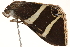  ( - BIOUG20289-A10)  @13 [ ] CreativeCommons - Attribution (2015) CBG Photography Group Centre for Biodiversity Genomics