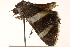  ( - BIOUG20289-B02)  @13 [ ] CreativeCommons - Attribution (2015) CBG Photography Group Centre for Biodiversity Genomics