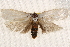  ( - BIOUG20289-B12)  @13 [ ] CreativeCommons - Attribution (2015) CBG Photography Group Centre for Biodiversity Genomics