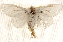  ( - BIOUG20289-D02)  @13 [ ] CreativeCommons - Attribution (2015) CBG Photography Group Centre for Biodiversity Genomics