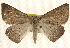  ( - BIOUG20289-F08)  @12 [ ] CreativeCommons - Attribution (2015) CBG Photography Group Centre for Biodiversity Genomics