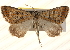  ( - BIOUG20289-F12)  @13 [ ] CreativeCommons - Attribution (2015) CBG Photography Group Centre for Biodiversity Genomics