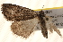  ( - BIOUG20289-G01)  @12 [ ] CreativeCommons - Attribution (2015) CBG Photography Group Centre for Biodiversity Genomics