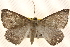  ( - BIOUG20289-H10)  @12 [ ] CreativeCommons - Attribution (2015) CBG Photography Group Centre for Biodiversity Genomics