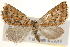  ( - BIOUG20300-A08)  @13 [ ] CreativeCommons - Attribution (2015) CBG Photography Group Centre for Biodiversity Genomics