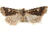  ( - BIOUG20300-A10)  @14 [ ] CreativeCommons - Attribution (2015) CBG Photography Group Centre for Biodiversity Genomics
