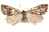  ( - BIOUG20300-B10)  @14 [ ] CreativeCommons - Attribution (2015) CBG Photography Group Centre for Biodiversity Genomics