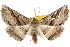  (Omoplatica sp. ANIC2 - BIOUG20300-B11)  @14 [ ] CreativeCommons - Attribution (2015) CBG Photography Group Centre for Biodiversity Genomics