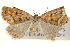  ( - BIOUG20300-D01)  @13 [ ] CreativeCommons - Attribution (2015) CBG Photography Group Centre for Biodiversity Genomics