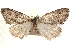  ( - BIOUG20300-D03)  @12 [ ] CreativeCommons - Attribution (2015) CBG Photography Group Centre for Biodiversity Genomics