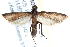 ( - BIOUG21481-F11)  @14 [ ] CreativeCommons - Attribution (2015) CBG Photography Group Centre for Biodiversity Genomics