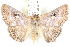  ( - BIOUG21703-A09)  @14 [ ] CreativeCommons - Attribution (2015) CBG Photography Group Centre for Biodiversity Genomics