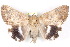  ( - BIOUG21703-C04)  @14 [ ] CreativeCommons - Attribution (2015) CBG Photography Group Centre for Biodiversity Genomics