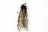  ( - BIOUG21703-D02)  @12 [ ] CreativeCommons - Attribution (2015) CBG Photography Group Centre for Biodiversity Genomics