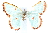  ( - BIOUG21701-F05)  @13 [ ] CreativeCommons - Attribution (2015) CBG Photography Group Centre for Biodiversity Genomics