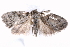  ( - BIOUG21701-F06)  @13 [ ] CreativeCommons - Attribution (2015) CBG Photography Group Centre for Biodiversity Genomics