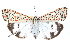  ( - BIOUG21701-H06)  @13 [ ] CreativeCommons - Attribution (2015) CBG Photography Group Centre for Biodiversity Genomics
