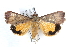 ( - BIOUG21702-E05)  @15 [ ] CreativeCommons - Attribution (2015) CBG Photography Group Centre for Biodiversity Genomics