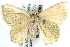  ( - BIOUG21702-F10)  @13 [ ] CreativeCommons - Attribution (2015) CBG Photography Group Centre for Biodiversity Genomics