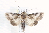  ( - BIOUG21702-G03)  @13 [ ] CreativeCommons - Attribution (2015) CBG Photography Group Centre for Biodiversity Genomics