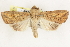  ( - BIOUG37863-A03)  @11 [ ] CreativeCommons - Attribution (2018) CBG Photography Group Centre for Biodiversity Genomics