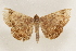  ( - BIOUG37863-E12)  @11 [ ] CreativeCommons - Attribution (2018) CBG Photography Group Centre for Biodiversity Genomics