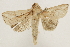  (Mythimna decisissima - BIOUG37863-F05)  @14 [ ] CreativeCommons - Attribution (2018) CBG Photography Group Centre for Biodiversity Genomics