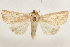  ( - BIOUG37863-F07)  @11 [ ] CreativeCommons - Attribution (2018) CBG Photography Group Centre for Biodiversity Genomics
