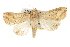  ( - BIOUG37863-F09)  @11 [ ] CreativeCommons - Attribution (2018) CBG Photography Group Centre for Biodiversity Genomics