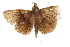  ( - BIOUG37863-F12)  @11 [ ] CreativeCommons - Attribution (2018) CBG Photography Group Centre for Biodiversity Genomics