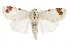  ( - BIOUG37861-B12)  @14 [ ] CreativeCommons - Attribution (2018) CBG Photography Group Centre for Biodiversity Genomics