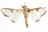  ( - BIOUG37861-D09)  @11 [ ] CreativeCommons - Attribution (2018) CBG Photography Group Centre for Biodiversity Genomics