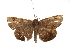  ( - BIOUG37862-B09)  @11 [ ] CreativeCommons - Attribution (2018) CBG Photography Group Centre for Biodiversity Genomics