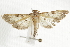  ( - BIOUG37862-E02)  @11 [ ] CreativeCommons - Attribution (2018) CBG Photography Group Centre for Biodiversity Genomics