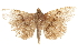 ( - BIOUG37862-F07)  @11 [ ] CreativeCommons - Attribution (2018) CBG Photography Group Centre for Biodiversity Genomics