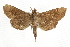  ( - BIOUG37862-H06)  @13 [ ] CreativeCommons - Attribution (2018) CBG Photography Group Centre for Biodiversity Genomics