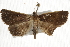  ( - BIOUG37864-C03)  @13 [ ] CreativeCommons - Attribution (2018) CBG Photography Group Centre for Biodiversity Genomics