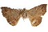  ( - BIOUG37864-G08)  @11 [ ] CreativeCommons - Attribution (2018) CBG Photography Group Centre for Biodiversity Genomics