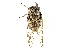  (Arenopsaltria nubivena - CCDB-27056-C11)  @13 [ ] CreativeCommons - Attribution (2016) WAM Western Australia Museum