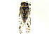  (Illyria - CCDB-27056-E02)  @14 [ ] CreativeCommons - Attribution (2016) WAM Western Australia Museum