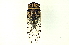 (Macrotristria hieroglyphicalis - CCDB-27056-E12)  @13 [ ] CreativeCommons - Attribution (2016) WAM Western Australia Museum