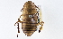  (Platyzosteria tricaudata - CCDB-27375-H08)  @15 [ ] CreativeCommons - Attribution (2016) WAM Western Australia Museum