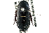  (Platyzosteria cf. conjuncta - CCDB-27377-F07)  @14 [ ] CreativeCommons - Attribution (2016) WAM Western Australia Museum
