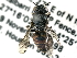  (Euhesma evansi - CCDB-27396-A05)  @13 [ ] CreativeCommons - Attribution (2016) CBG Photography Group Centre for Biodiversity Genomics